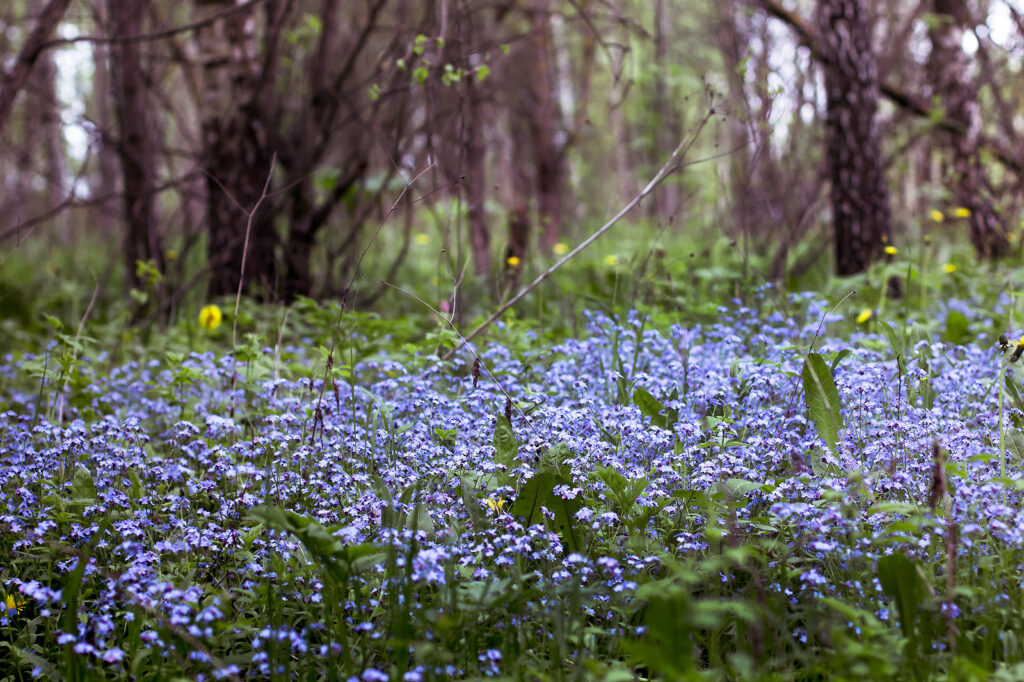 Woodland sylvactia, Myosotis sylvatica