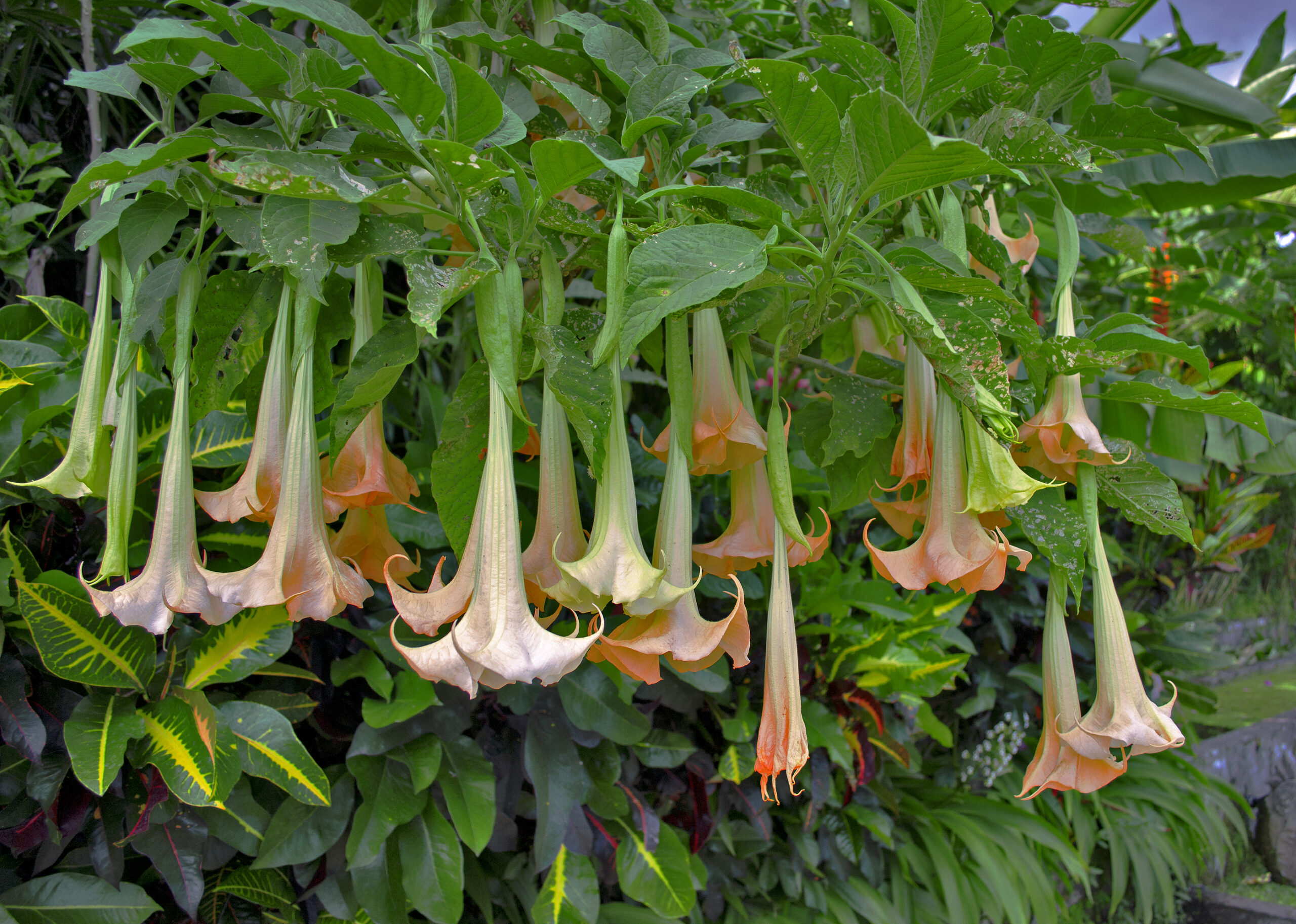 How to Grow Brugmansia - Angel’s Trumpet