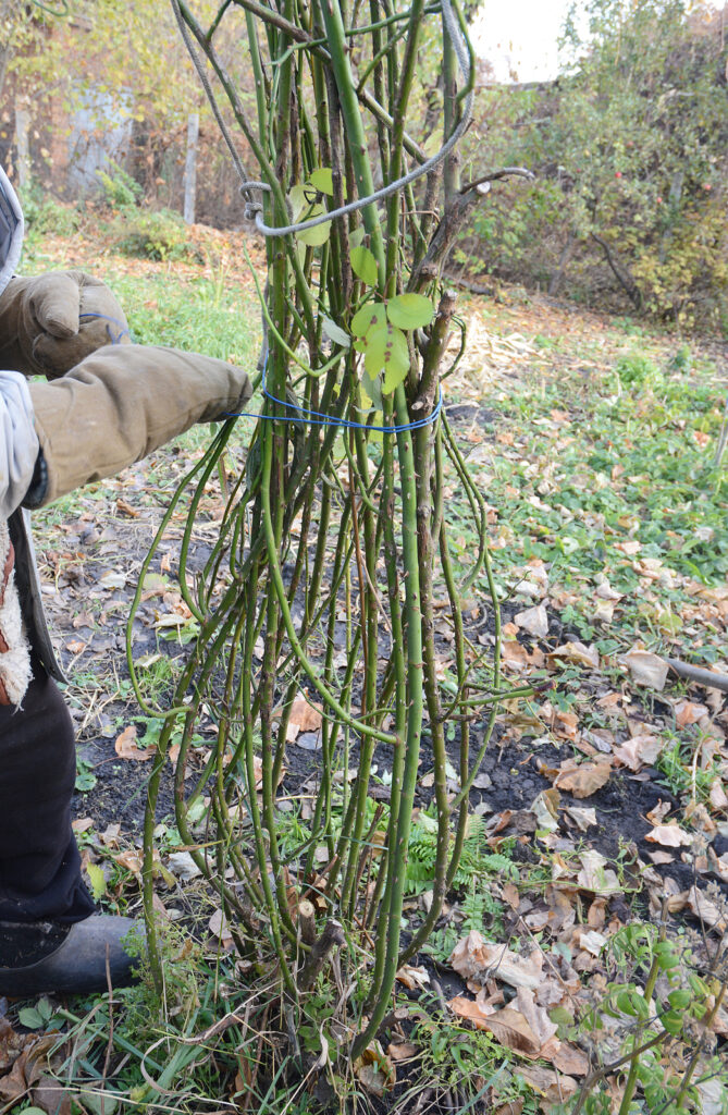 Bundling climbing roses for winter protection.