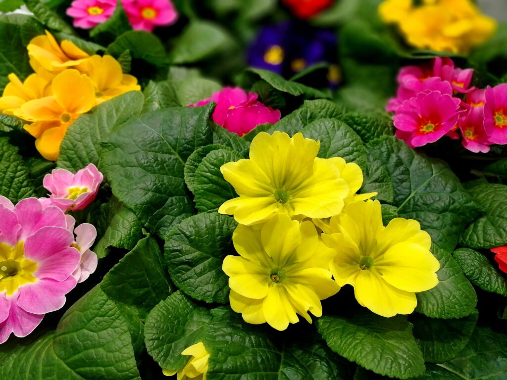 English primrose hybrids, Primula vulgaris