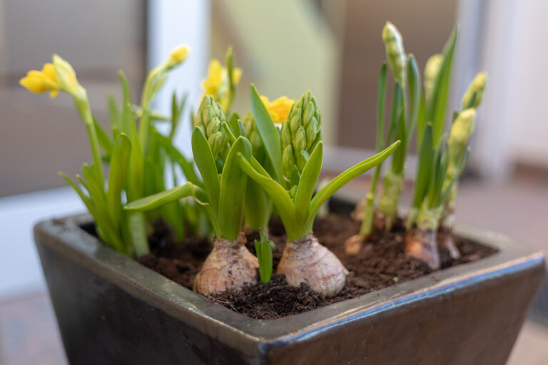 How to Force Bulbs