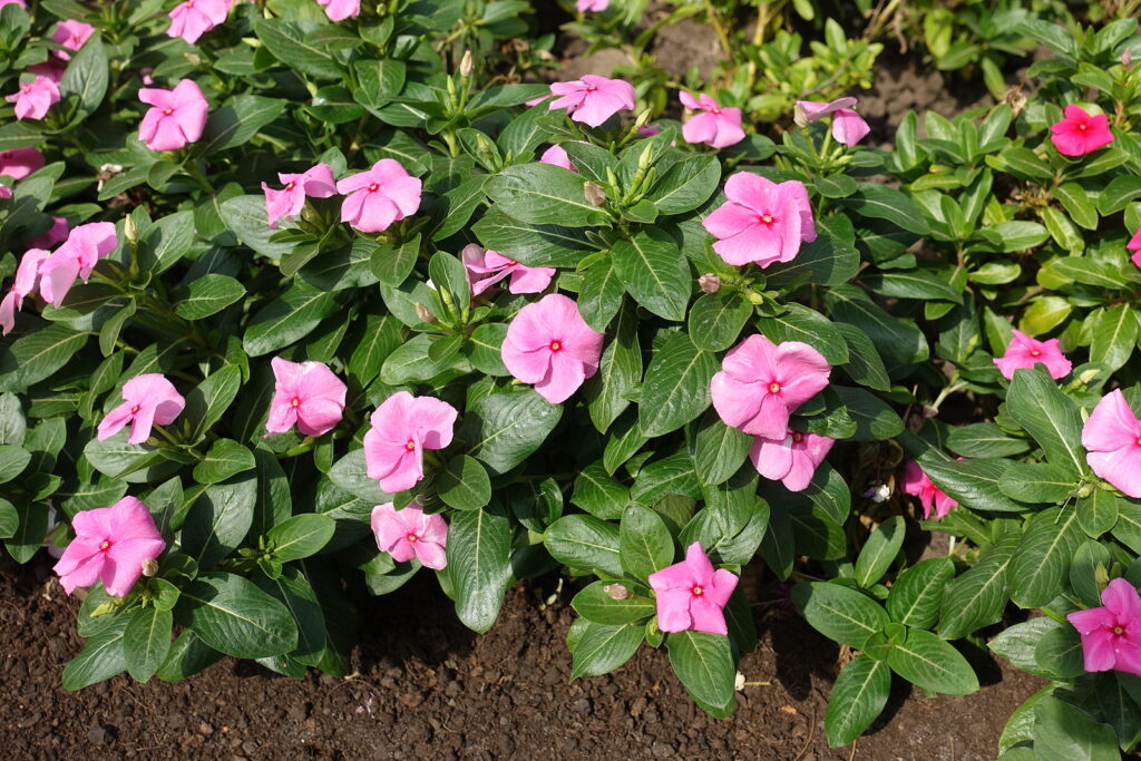 Catharanthus roseus keeps blooming into autumn