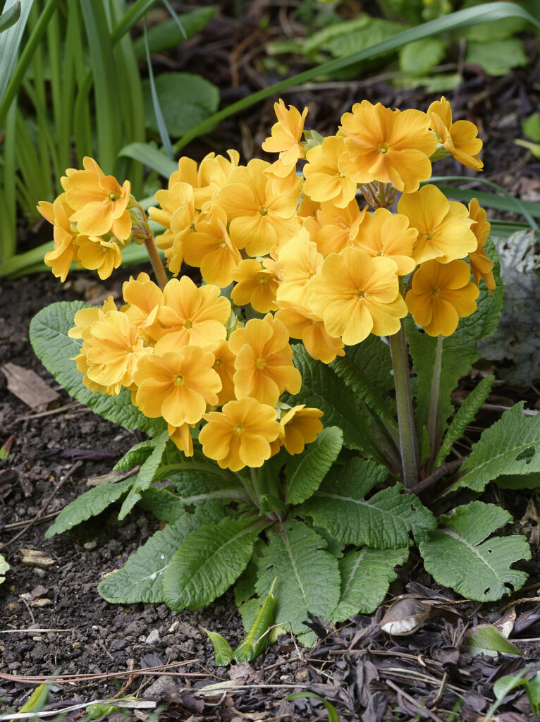 Primula Hybrid, one parent is Primula vulgaris