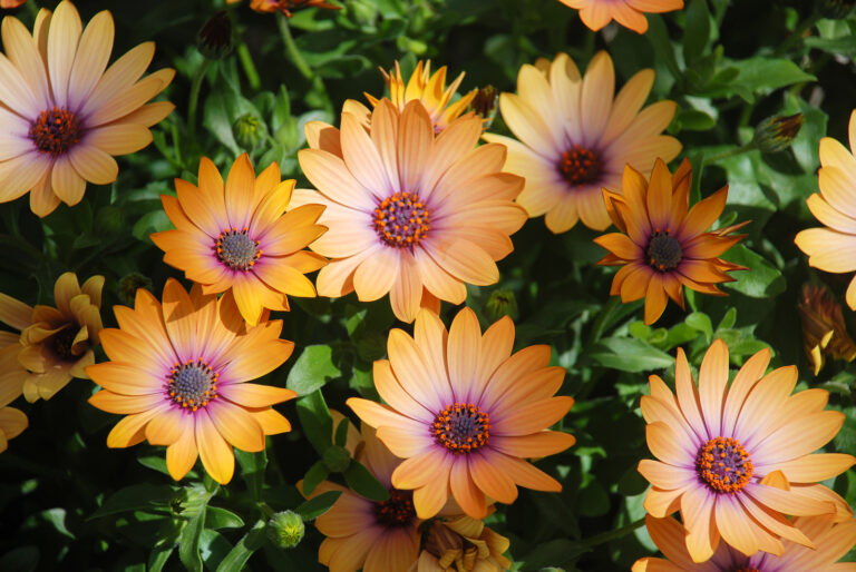 How to Grow African Daisy — Dimorphotheca