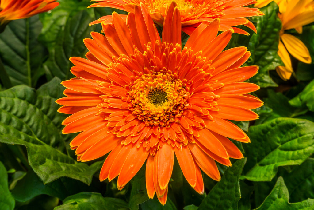 Double flower Transvaal Daisy, Gerbera 