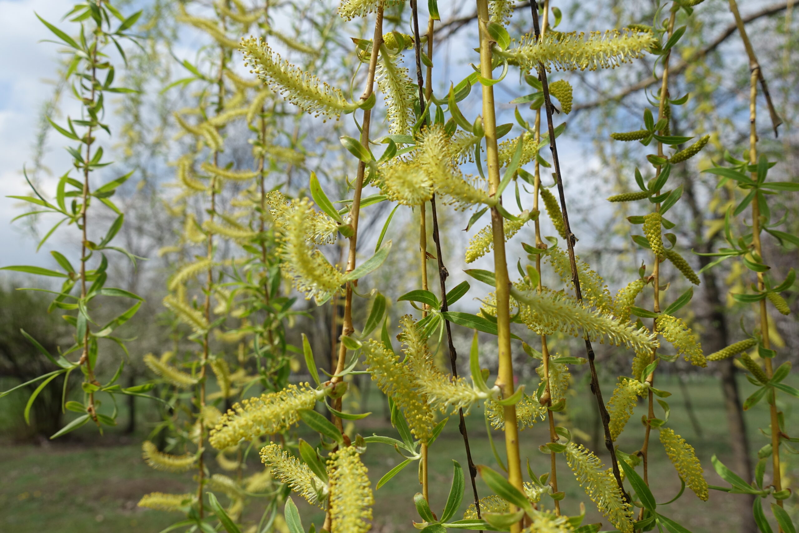 Golden weeping willow, Salix alba 'Tristis'