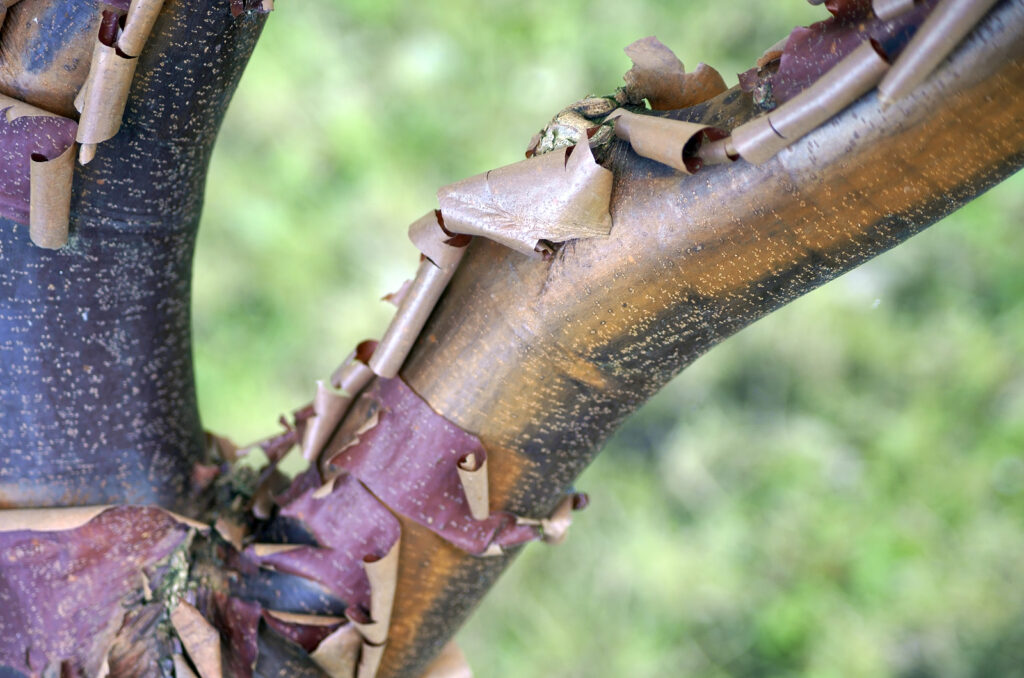 Paperbark Maple, Acer griseum