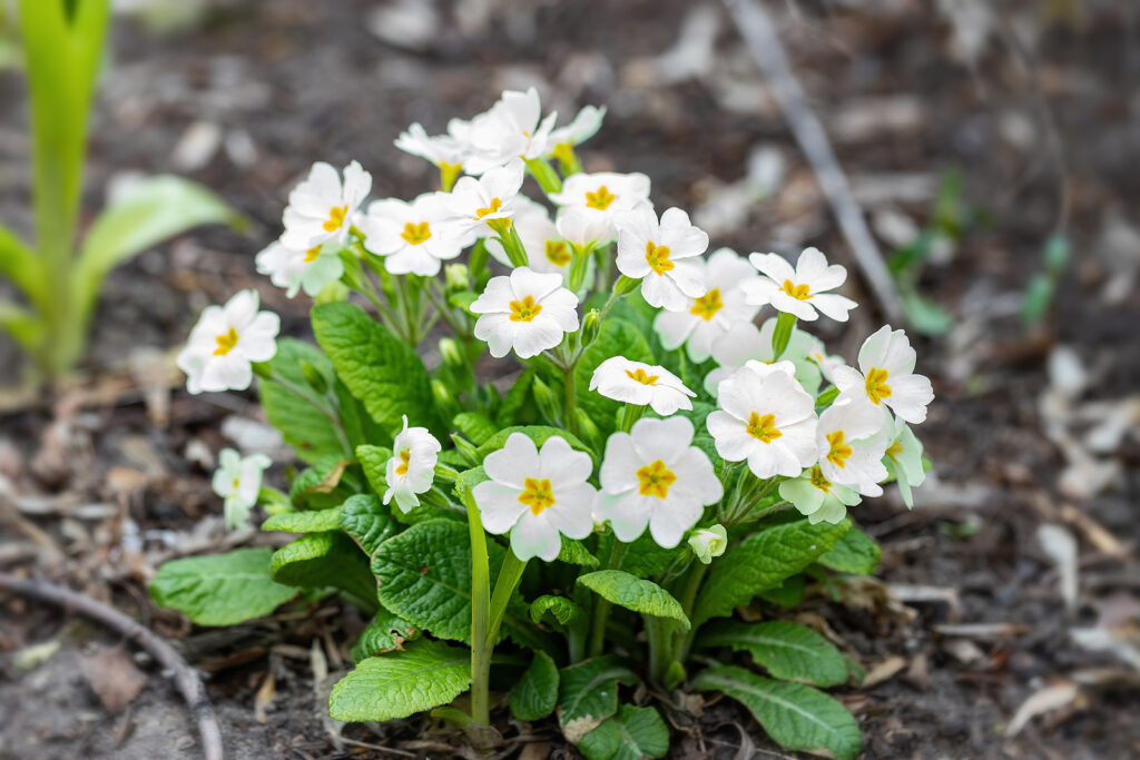 English primrose, Primula vulgaris