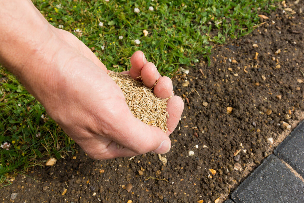 Seeding bare spots in the lawn ahead of winter.