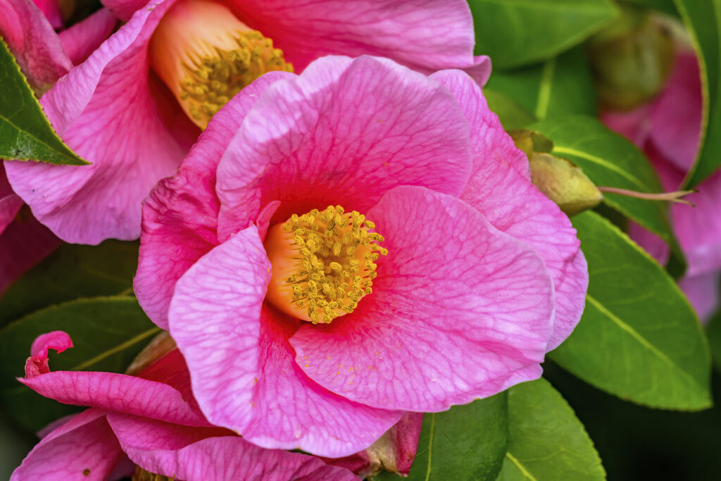 Camellia reticulata, single flower form