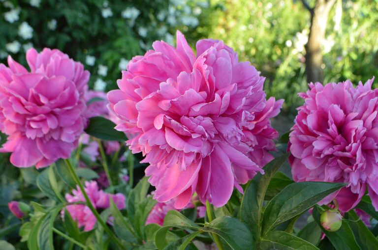 20 Fragrant Annuals and Perennials
