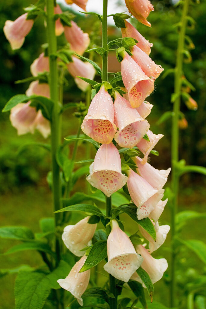 Foxglove flowers bloom from the bottom of the stem upwards