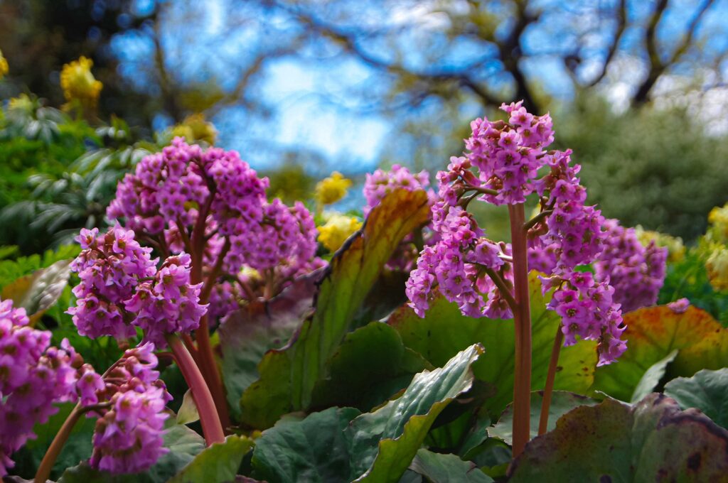 Bergenia