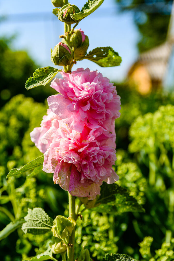 how-to-grow-malva-alcea-hollyhock-mallow-garden-chronicle