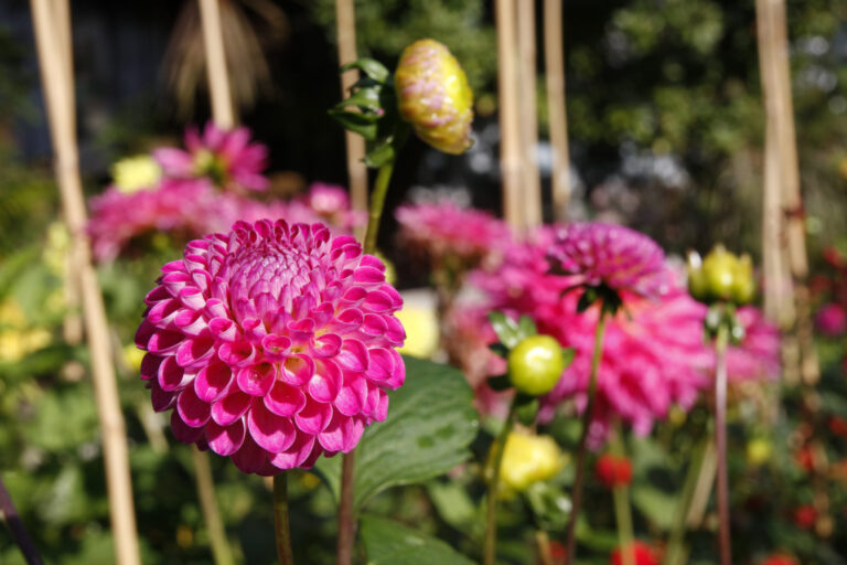 How to Stake Flowering Plants