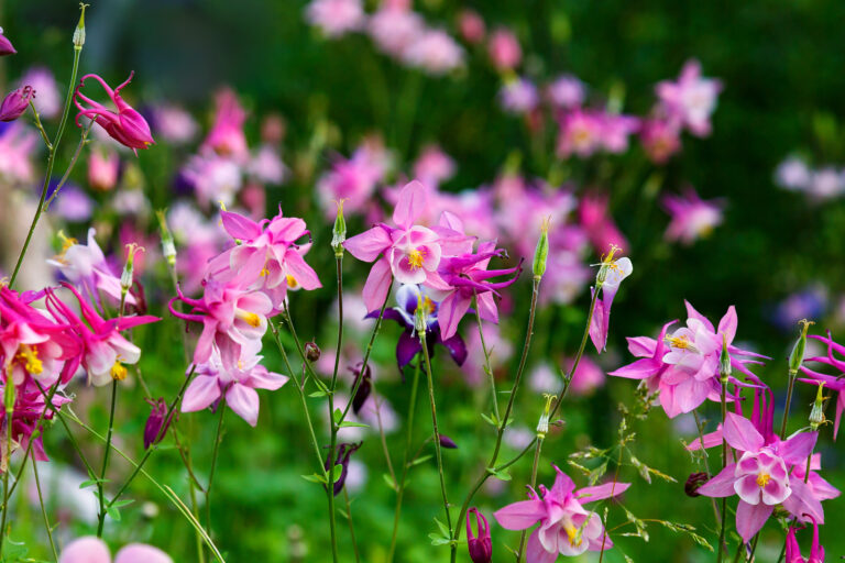 Native Plant Gardening