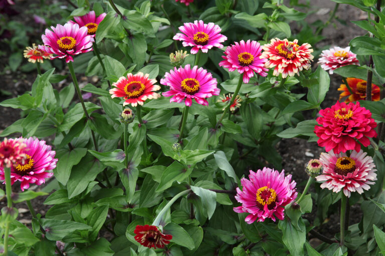 Growing Annual Flowers for Summer Bloom