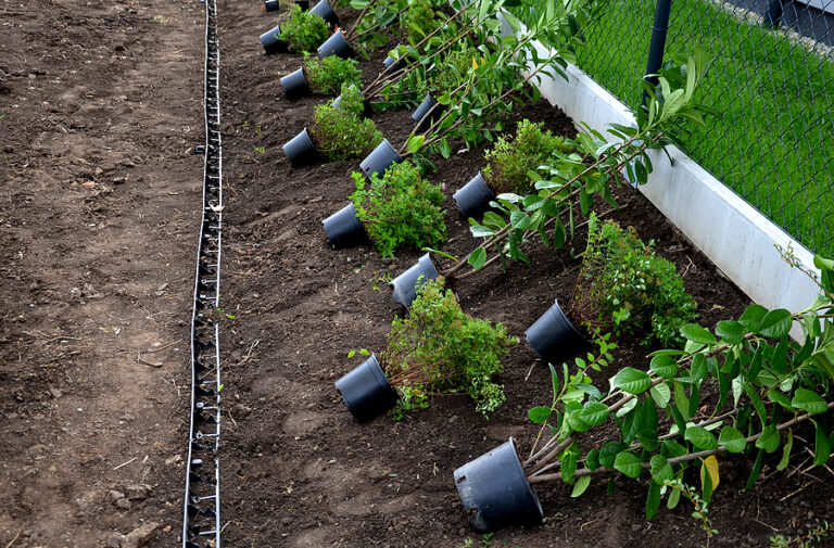 March Flower Garden Tips Zone-by-Zone