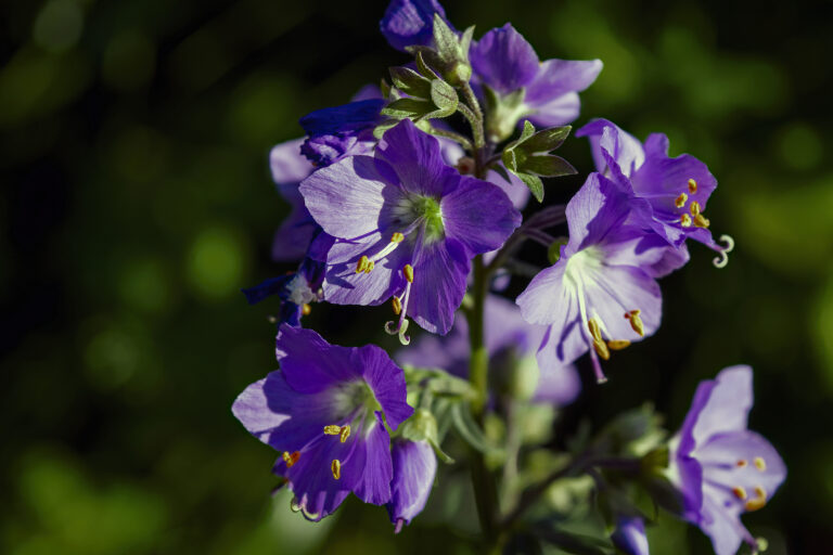How to Grow Jacob’s Ladder — Polemonium