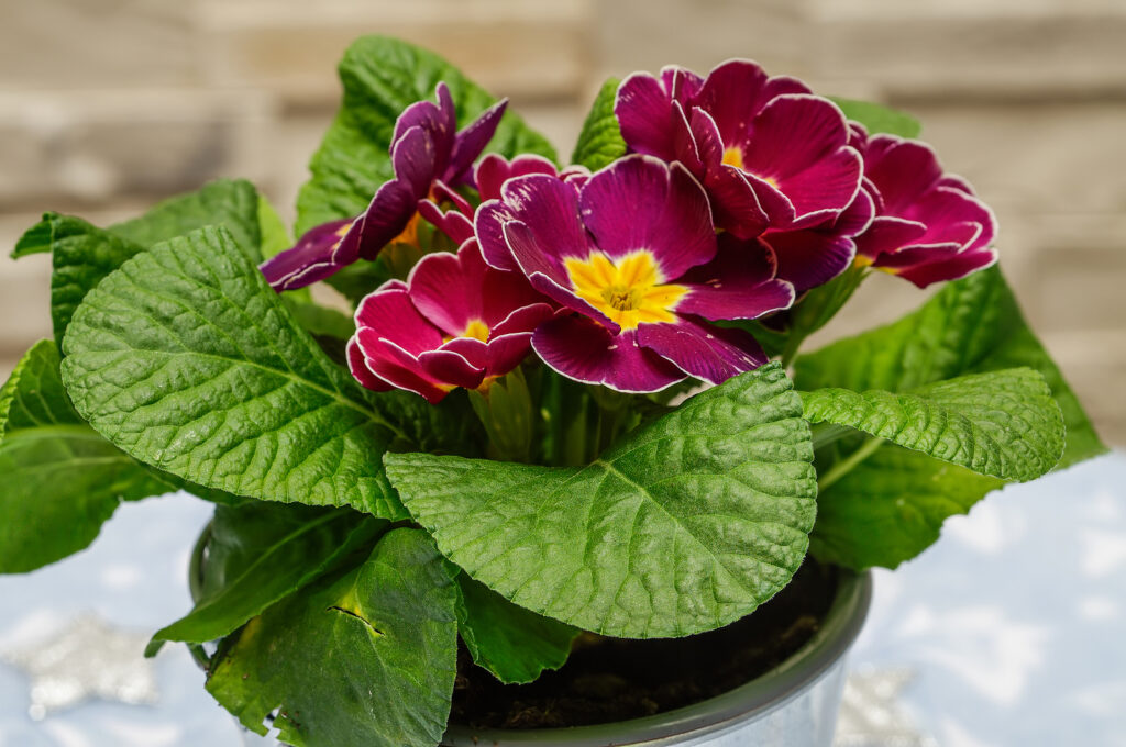 Polyanthus Primrose