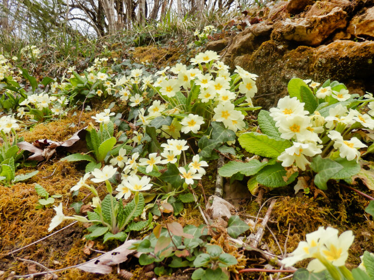 How to Grow English Primrose — Primula vulgaris