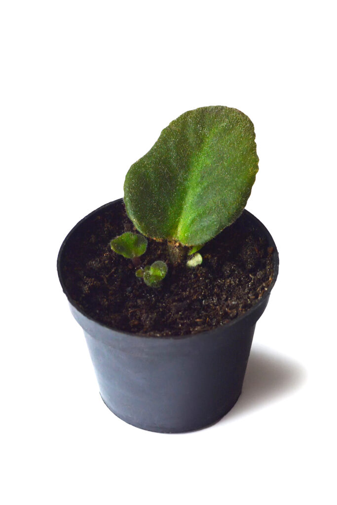 Propagating African violet from leaf cuttings
