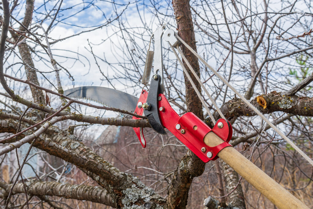 Pole saw and lopper for high cuts