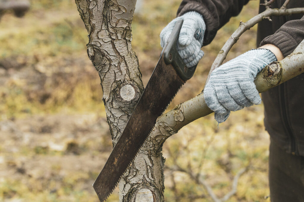 Spring pruning with hand saw