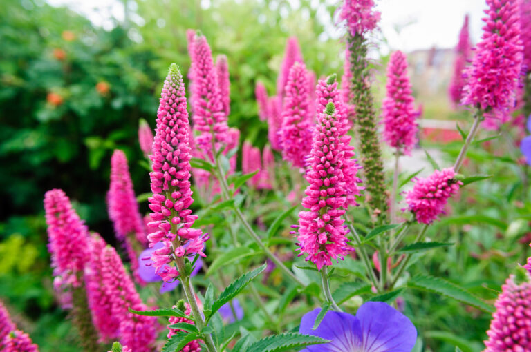 Designing with Perennial Flowers