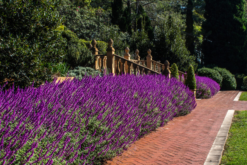Purple lilac salvia flowers massed in late summer