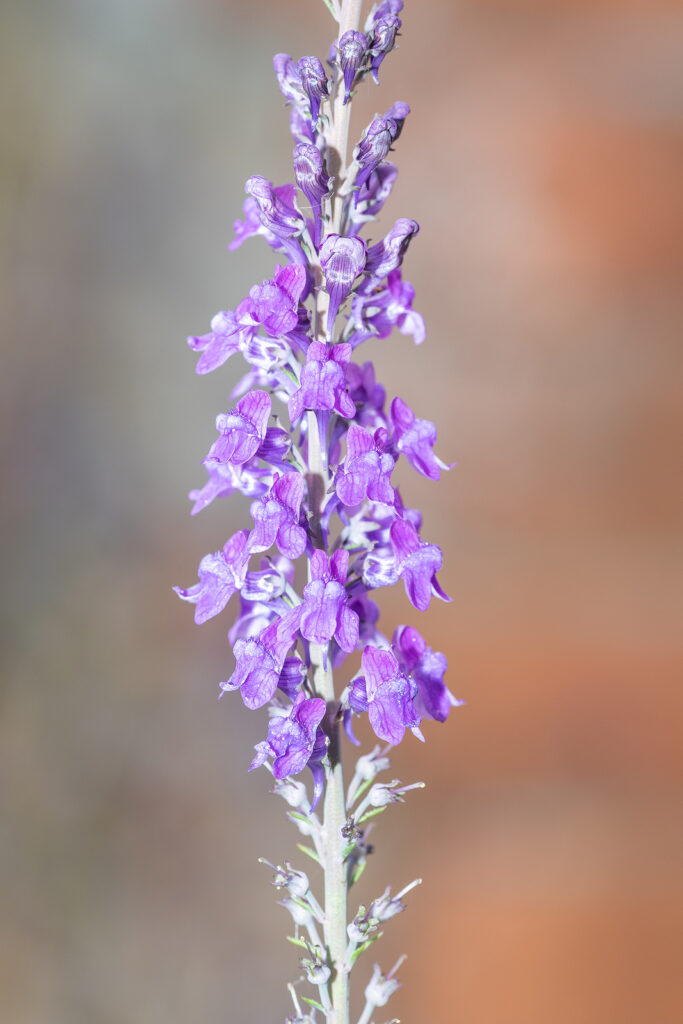 Purple toadflax, Linaria purpurea