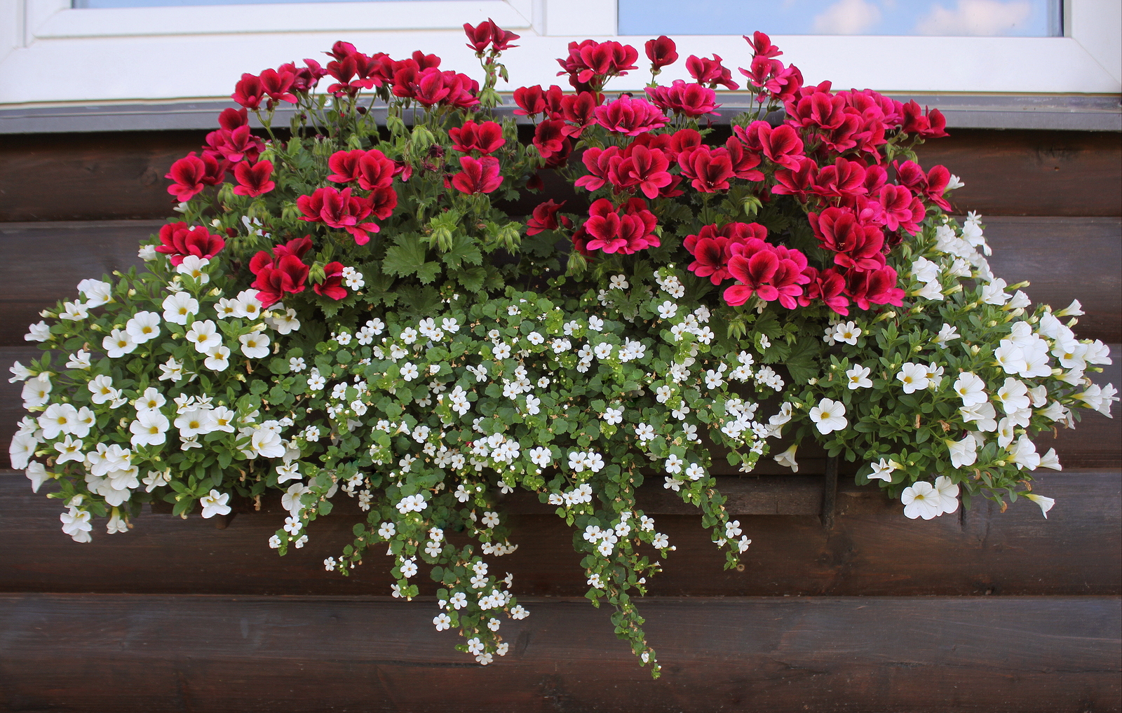 Container Flower Gardening