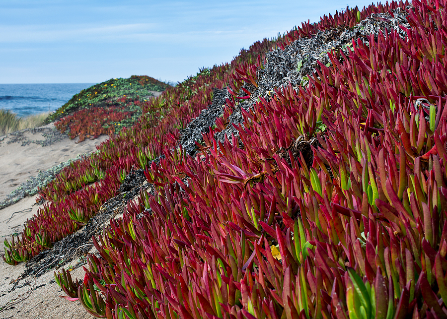 Red Ice plant, Carpobrotus edulis