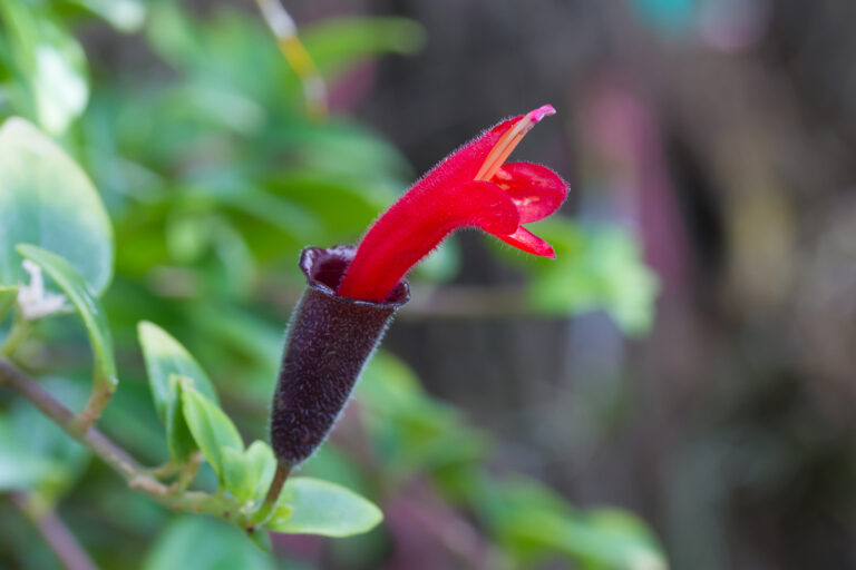 How to Grow Aeschynanthus –Lipstick Plant
