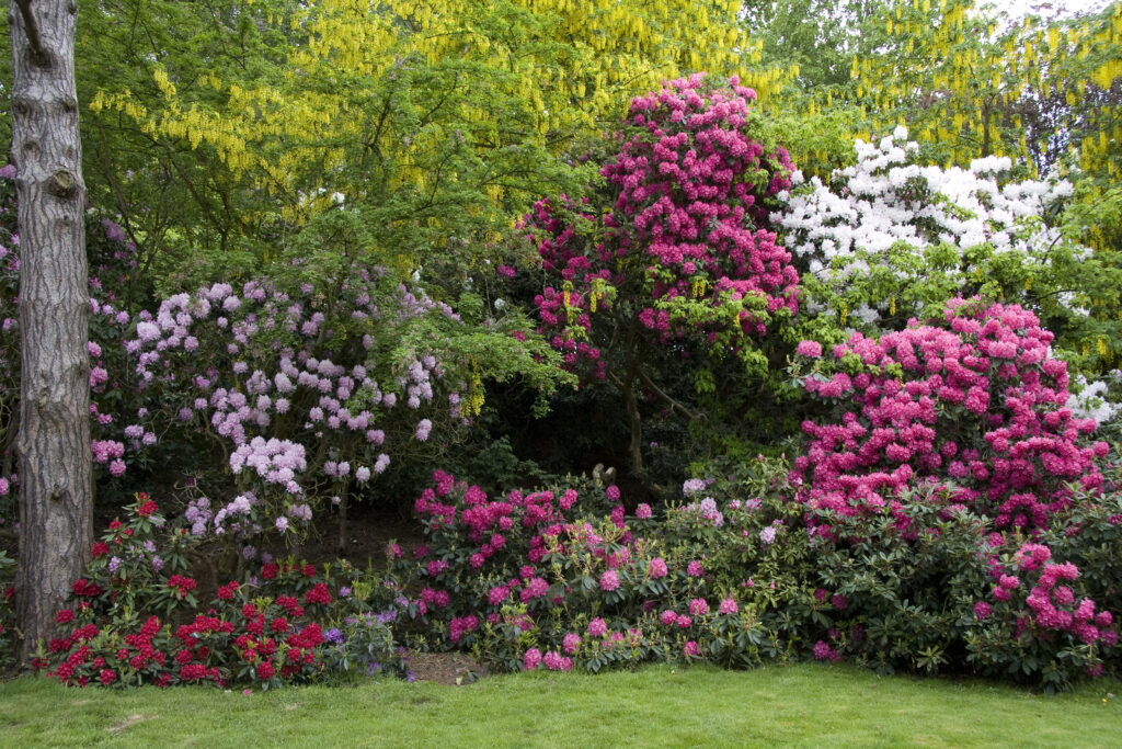 Low growing azaleas backed by taller rhododendrons