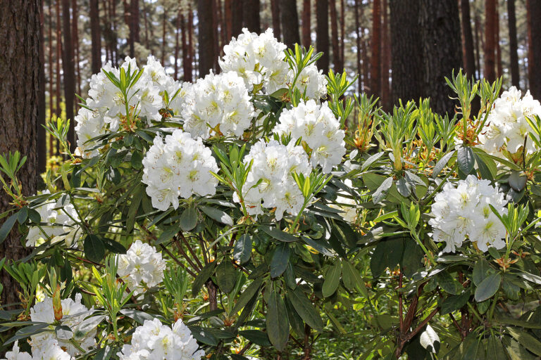 How to Prune Evergreen Plants