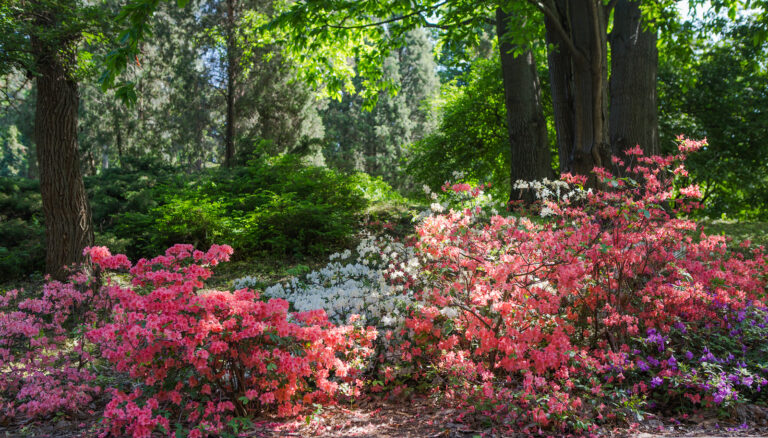 Designing with Flowering Shrubs