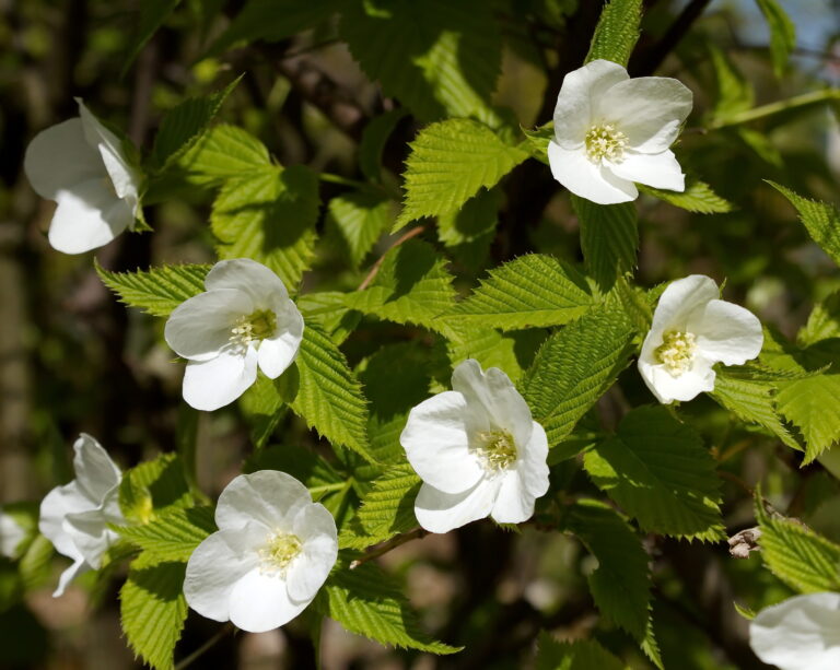 How to Grow Jetbead — Rhodotypos