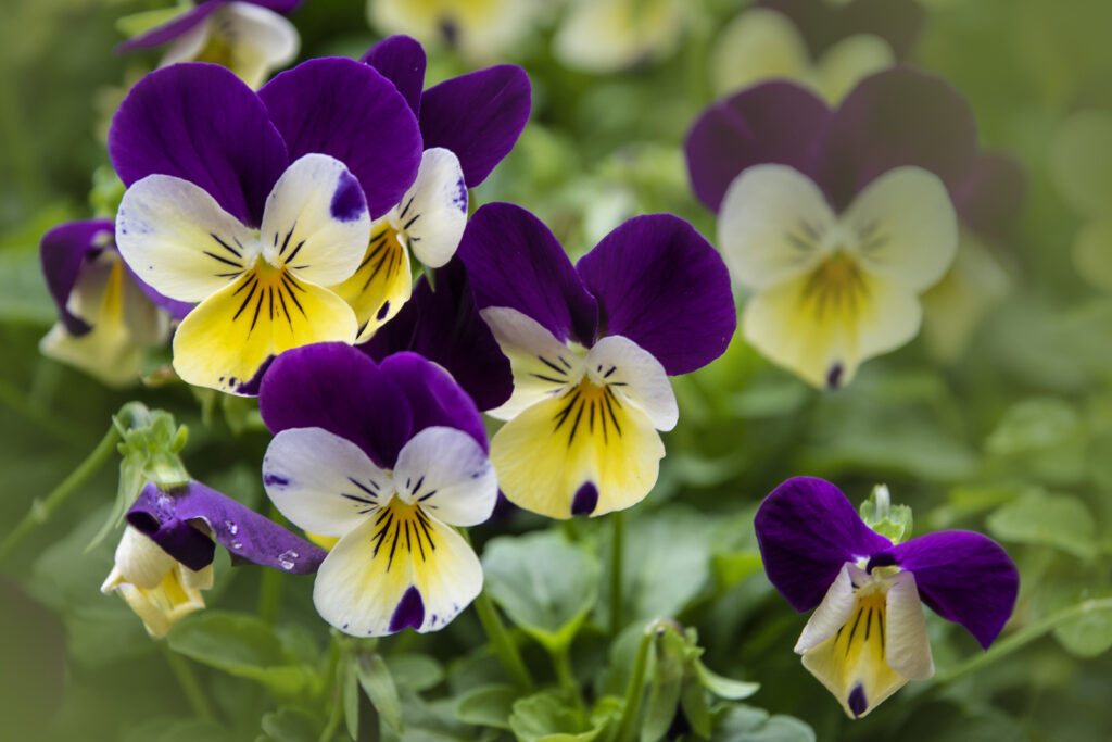 Viola tricolor pansy is a hardy annual.