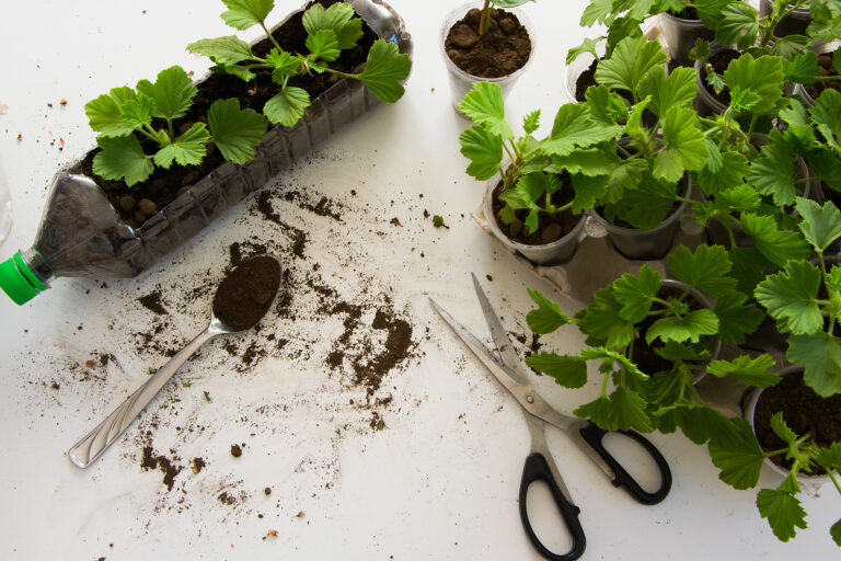 Propagating Plants from Cuttings