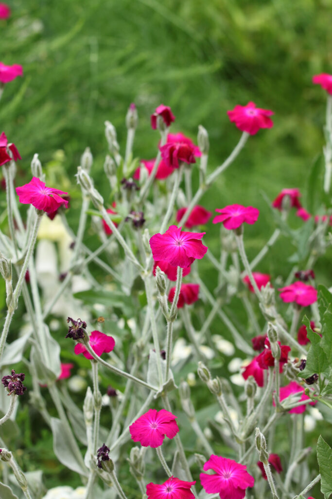 Rose campion, Lychnis coronaria, 