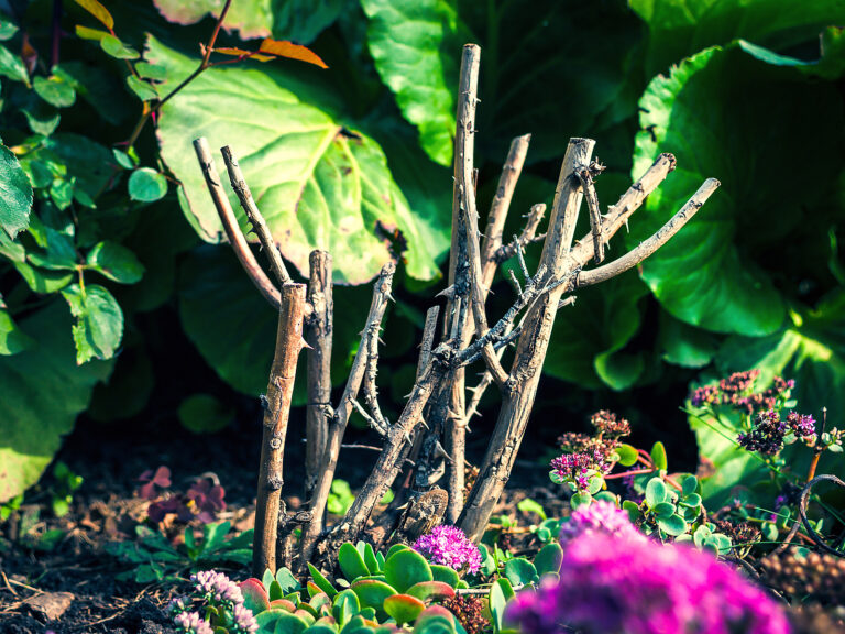How to Prune a Rose