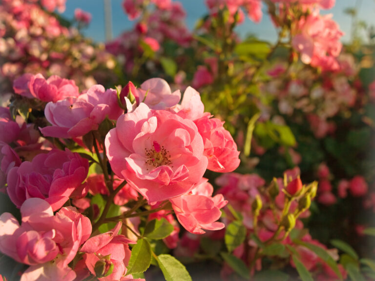 Roses in Garden Design