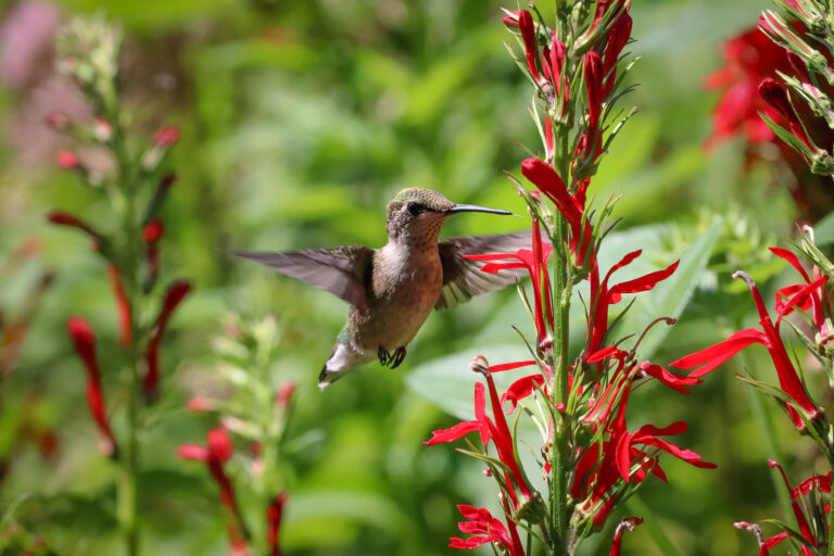 20 Flowers That Attract Hummingbirds