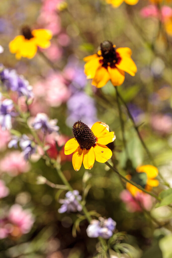 Giant coneflower, Rudbeckia maxima