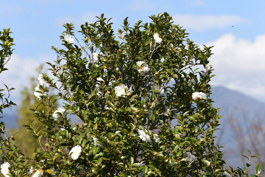 Camellia sasanqua blooming in winter