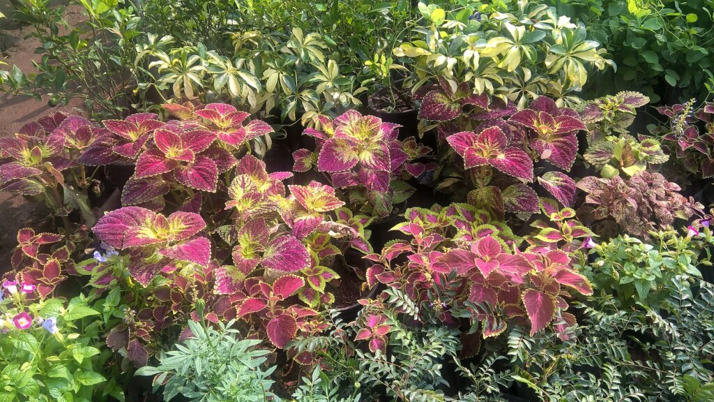 Solenostemon in a summer border