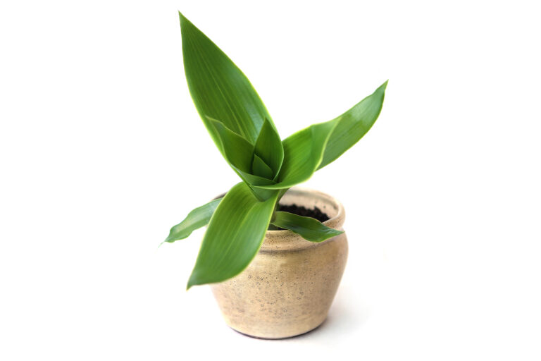 How to Grow Inch Plant — Callisia