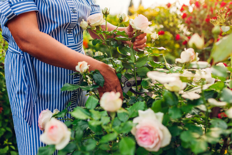 Growing Flowers for Cutting