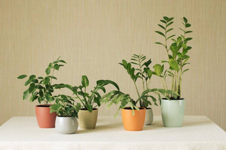How to Choose a Houseplant